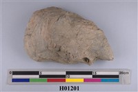 藏品(巨大牡蠣化石)的圖片